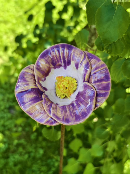 Růžová Orchidej — foto 5