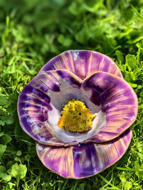 Růžová Orchidej — foto 4