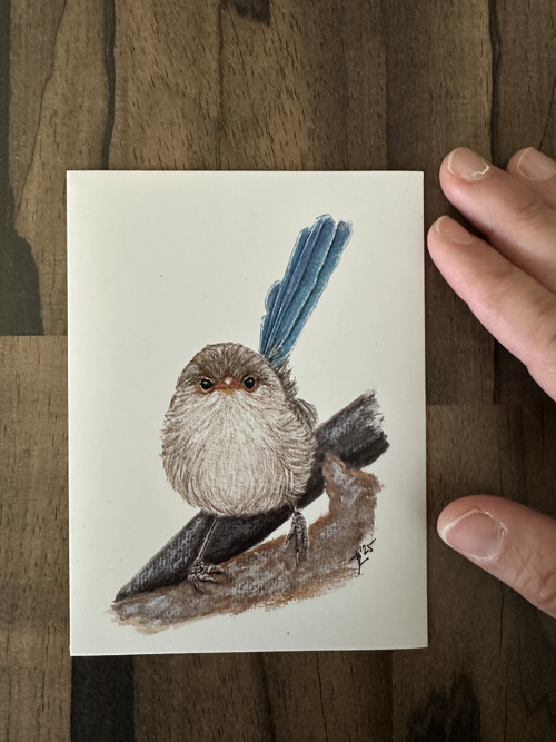 Modropláštník nádherný - magnetka — foto 2