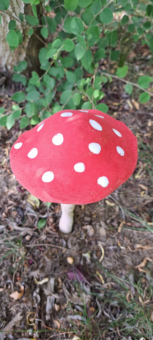 Muchomůrka veliká MEGA16cm průměr kloboučku — foto 2