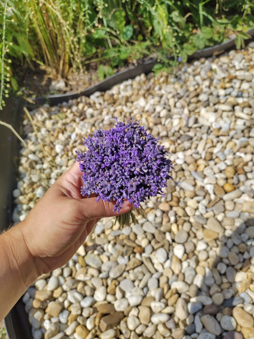 Levandulová kytička — foto 3