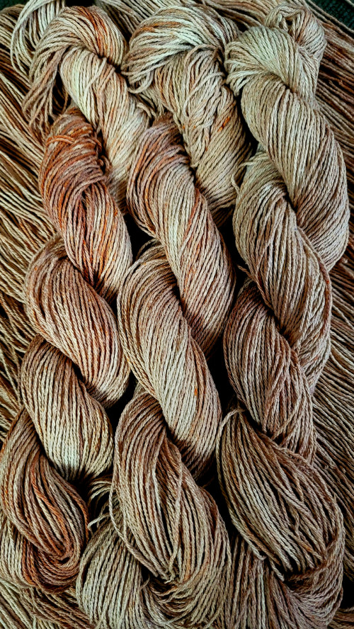 Moruška - oříšek — foto 5