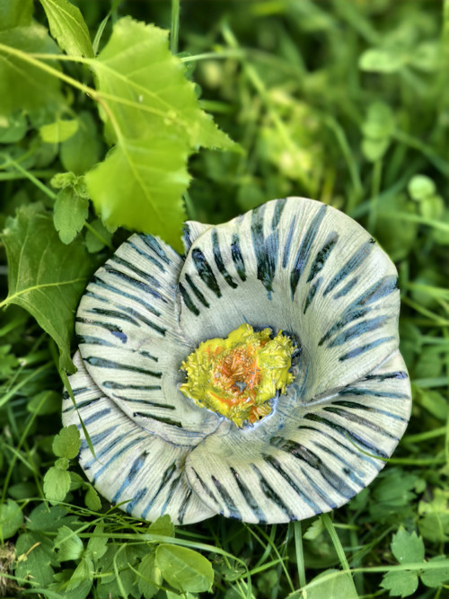 Masožravá Orchidej — foto 2