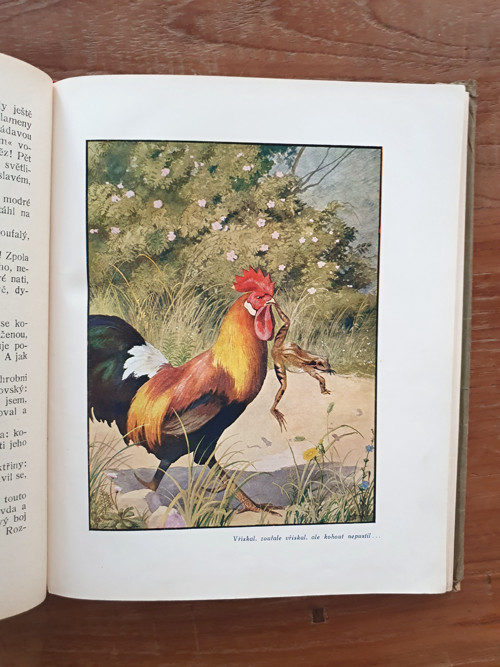 Z přírody — foto 5