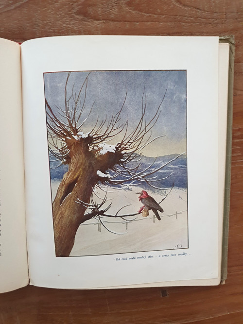 Z přírody — foto 4