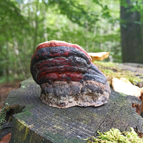 Houbo-dekorace Jelen — foto 2
