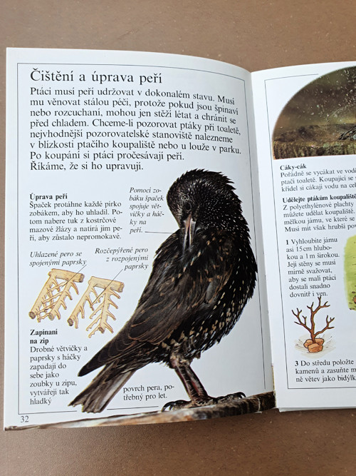 Ptzáci — foto 4