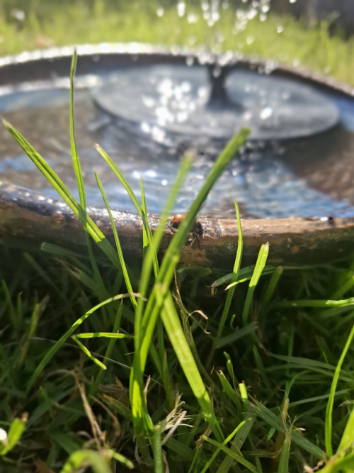Pítko s hnédou chilli, 31 cm — foto 5