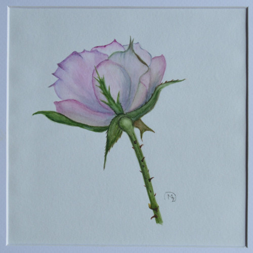 Akvarel - růže v paspartě 28x28 cm — foto 2
