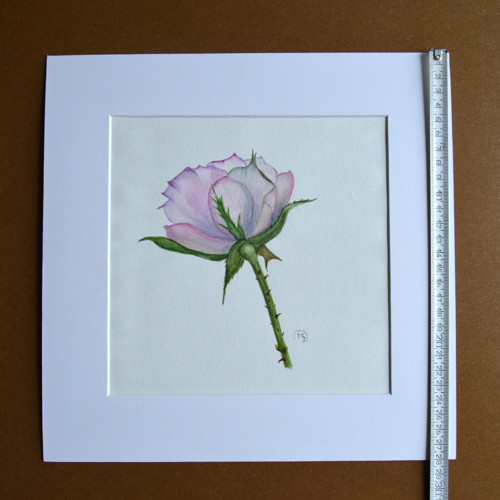 Akvarel - růže v paspartě 28x28 cm — foto 3