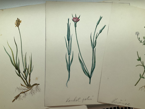 Ručně malovaný Herbář 1909 — foto 3
