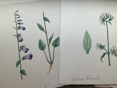 Ručně malovaný Herbář 1909 — foto 4