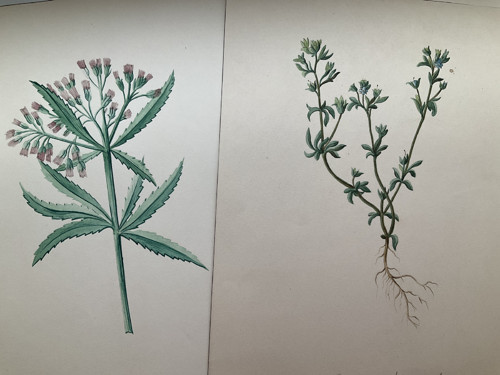 Ručně malovaný Herbář 1909 — foto 2