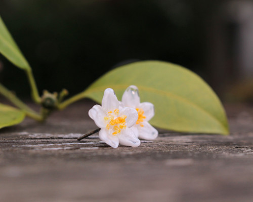Citrusky - vinuté náušnice II. — foto 4