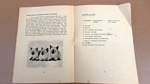 Kočka — foto 2