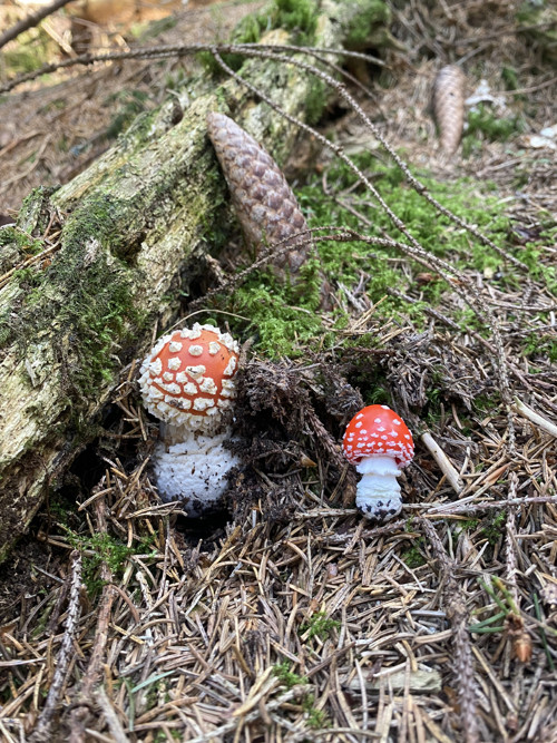 Fly Agaric "baby" — foto 4