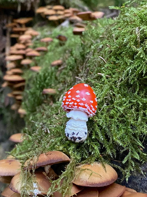Fly Agaric "baby" — foto 6