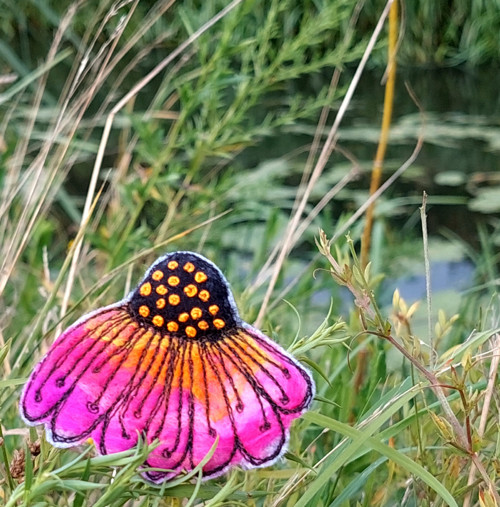 Echinacea — foto 2