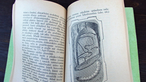 Kalendář ochrany rostlin — foto 4