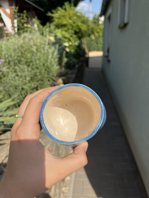 MODRÉ DUO Modroočko — foto 3