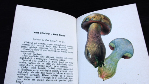 Houby v přírodě M. Smotlacha — foto 4