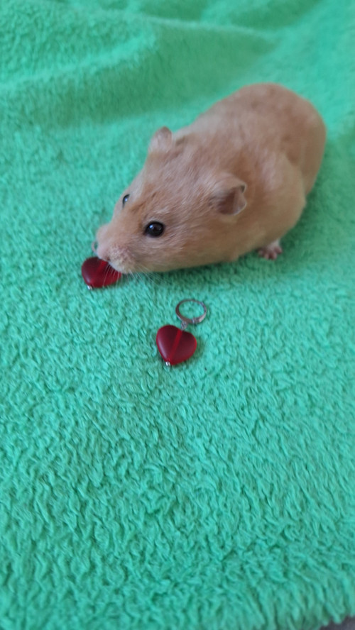 Červená jako srdce — foto 3