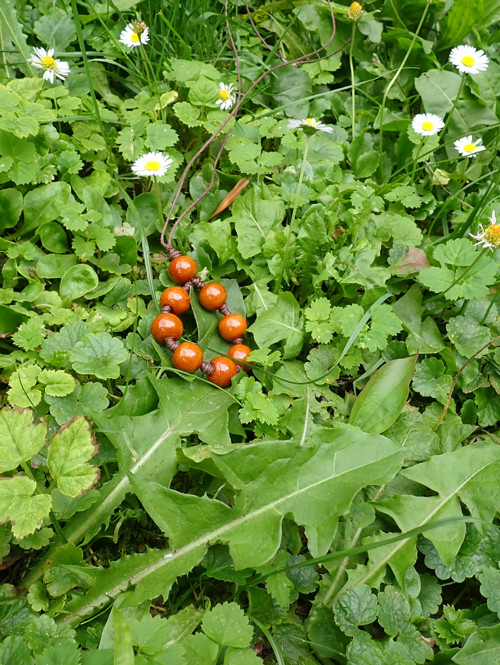Uzlíkový II — foto 6