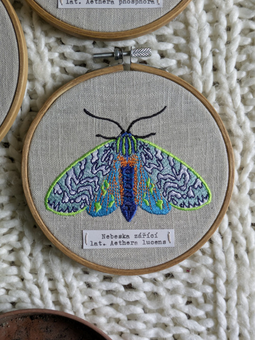Entomologická sbírka vyšívaných můr - Rod AETHERA — foto 3