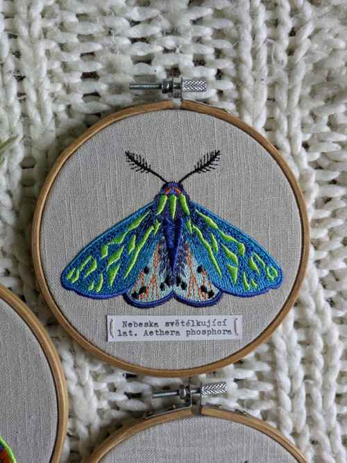 Entomologická sbírka vyšívaných můr - Rod AETHERA — foto 4