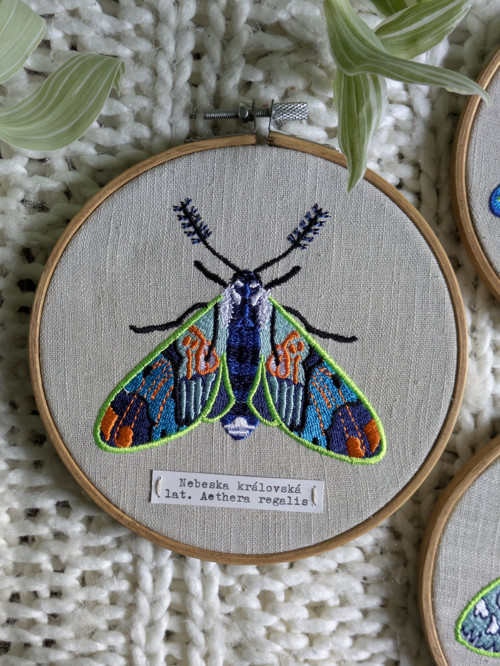 Entomologická sbírka vyšívaných můr - Rod AETHERA — foto 2