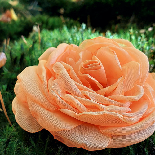 Apricot průměr 12 cm — foto 2