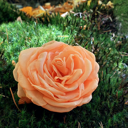 Apricot průměr 12 cm — foto 5