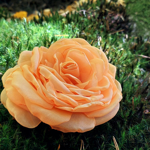 Apricot průměr 12 cm — foto 4