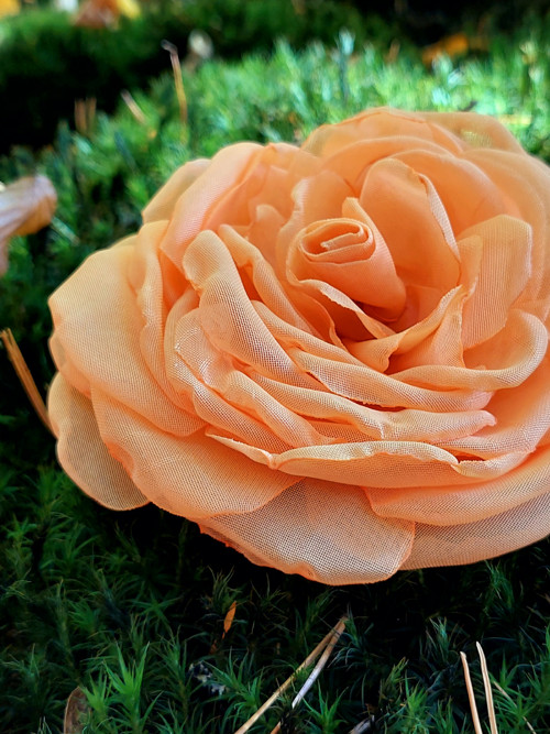 Apricot průměr 12 cm — foto 3