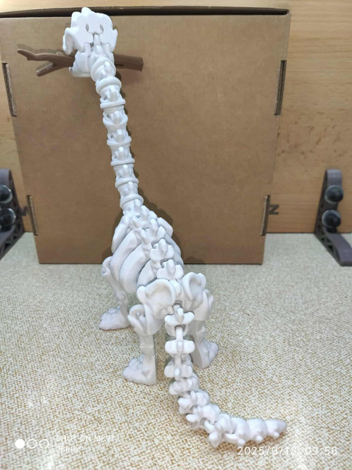 Kostra Brachiosaura — foto 4