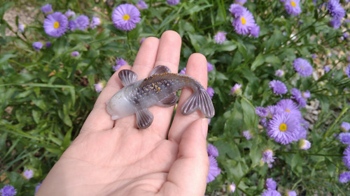 Koi kapřík — foto 3