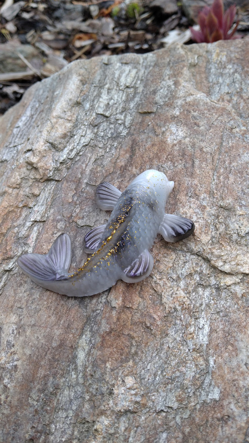 Koi kapřík — foto 2