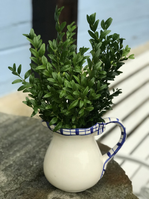 Buxus - zimostráz — foto 3