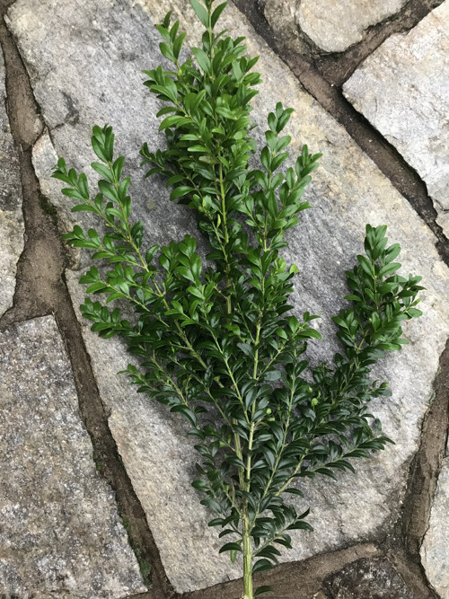 Buxus - zimostráz — foto 2