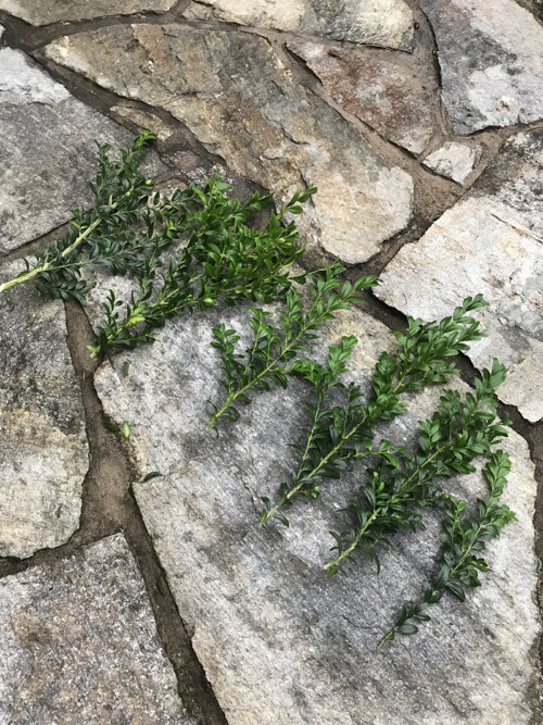 Buxus - zimostráz — foto 4