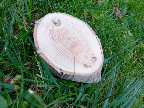 Bukový oválek 23 — foto 2