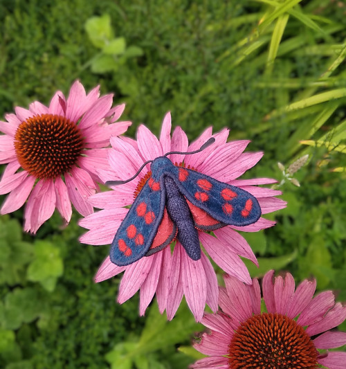 Brož Vřetenuška obecná — foto 5