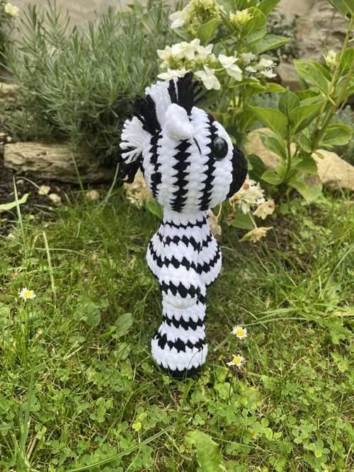 Háčkovaná zebra — foto 4