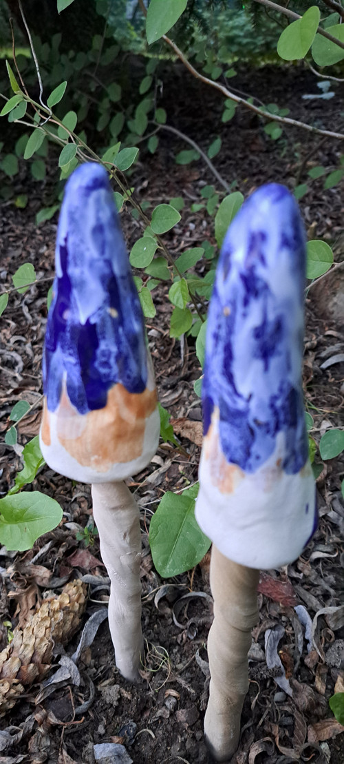 Houba špičatá modrobílohnědá — foto 2