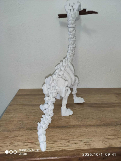 Kostra Brachiosaura - velká — foto 2