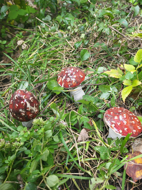 Muchomůrky — foto 2