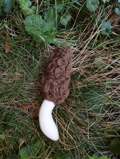 Smrž obecný- didakt.pomůcka — foto 3