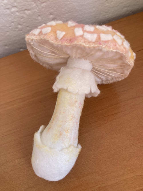 Muchomůrka růžovka — foto 4