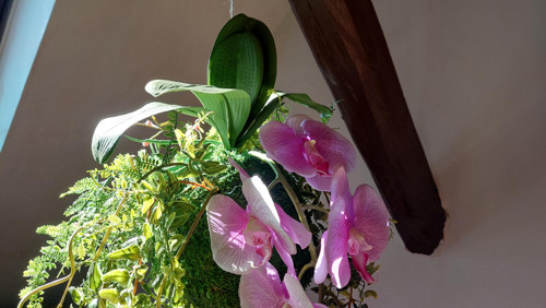 Kokedama s umělými orchidejemi — foto 4