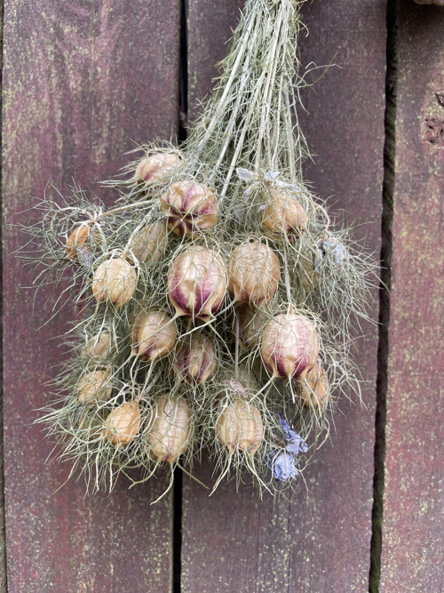 Kytička Nigella — foto 2